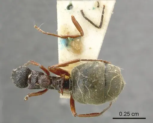 Dolichoderus doriae specimen