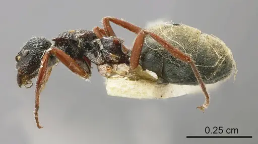 Dolichoderus doriae specimen