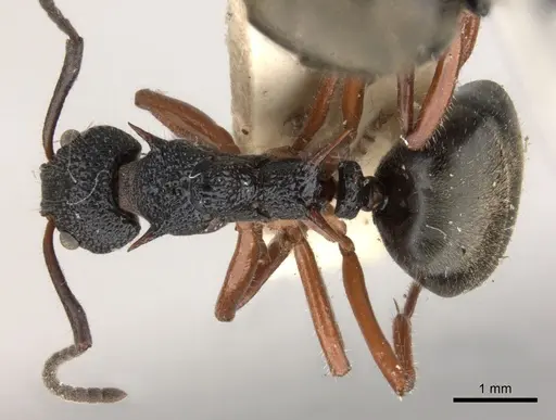 Dolichoderus doriae - CASENT0217395