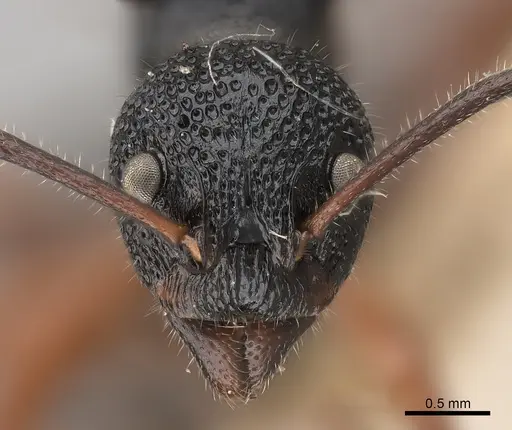 Dolichoderus doriae - CASENT0217395