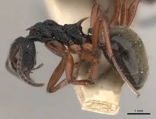 Dolichoderus doriae - CASENT0217395