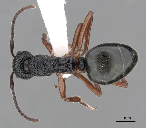 Dolichoderus doriae - CASENT0249562