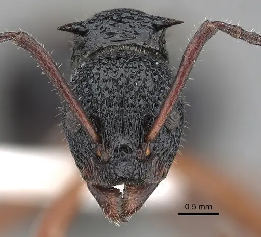 Dolichoderus doriae - CASENT0249562