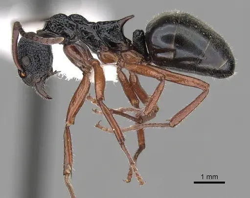 Dolichoderus doriae - CASENT0249562