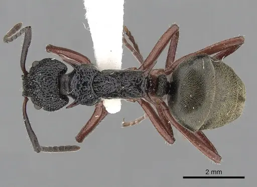 Dolichoderus doriae - CASENT0249563