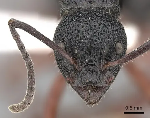 Dolichoderus doriae - CASENT0249563