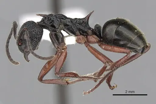 Dolichoderus doriae - CASENT0249563