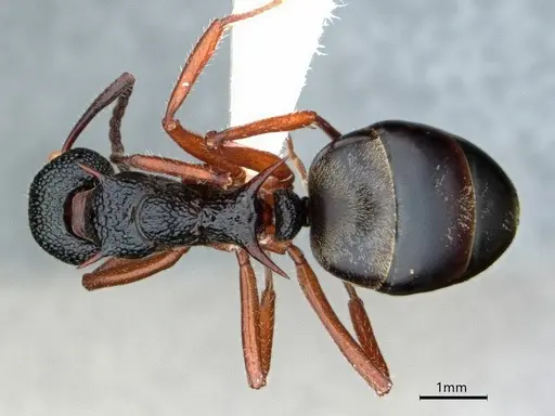 Dolichoderus doriae - CASENT0866530