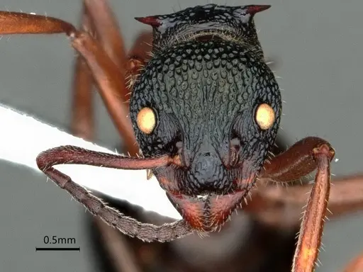 Dolichoderus doriae - CASENT0866530