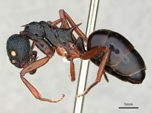 Dolichoderus doriae - CASENT0866530