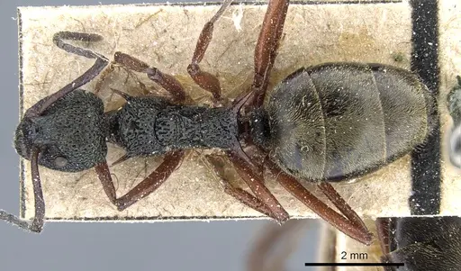 Dolichoderus doriae - CASENT0905013