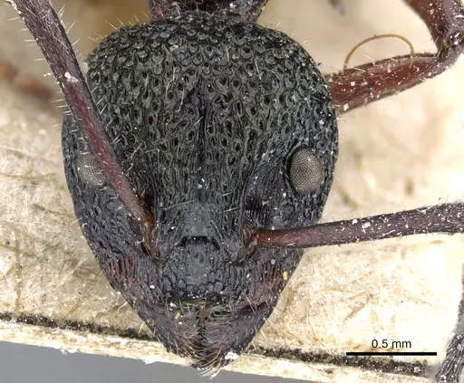 Dolichoderus doriae - CASENT0905013