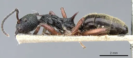 Dolichoderus doriae - CASENT0905013