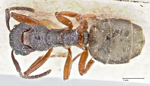 Dolichoderus doriae - FOCOL2758