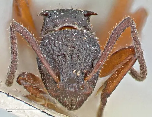 Dolichoderus doriae - FOCOL2758