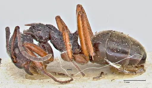 Dolichoderus doriae - FOCOL2758