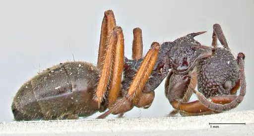 Dolichoderus doriae - FOCOL2758