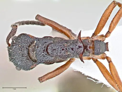 Dolichoderus doriae - FOCOL2759