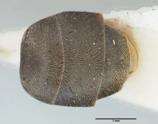 Dolichoderus doriae - FOCOL2759