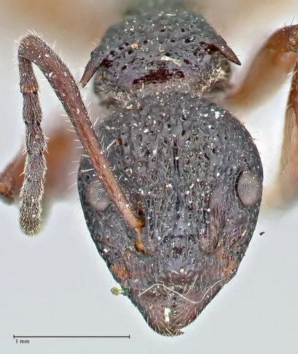 Dolichoderus doriae - FOCOL2759