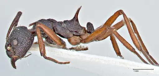 Dolichoderus doriae - FOCOL2759