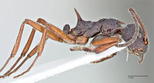 Dolichoderus doriae - FOCOL2759