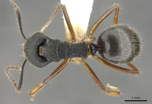 Dolichoderus epetreius specimen