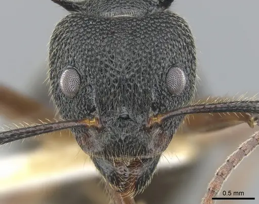 Dolichoderus epetreius specimen