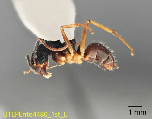 Dolichoderus epetreius - UTEPENTO4480-01