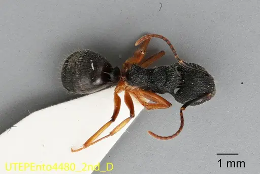 Dolichoderus epetreius - UTEPENTO4480-02