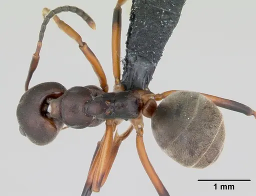 Dolichoderus erectilobus specimen