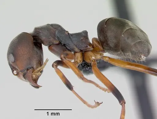 Dolichoderus erectilobus specimen