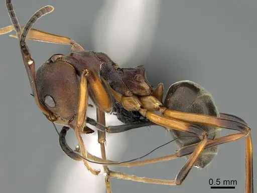 Dolichoderus erectilobus - CASENT0009957