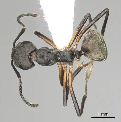 Dolichoderus erectilobus - CASENT0249569