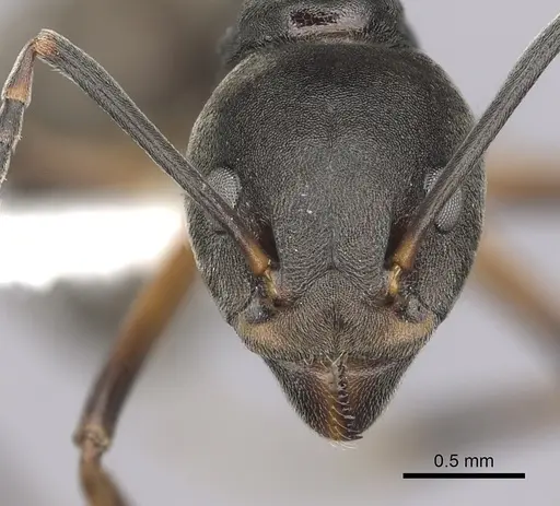 Dolichoderus erectilobus - CASENT0249569