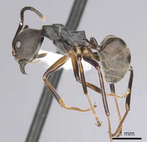 Dolichoderus erectilobus - CASENT0249569