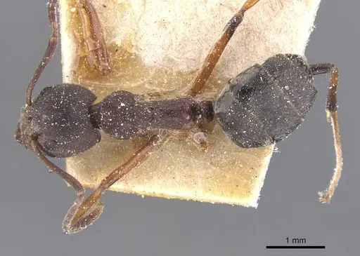 Dolichoderus erectilobus - CASENT0911506