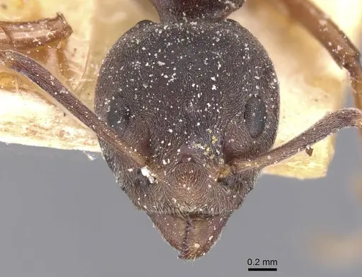 Dolichoderus erectilobus - CASENT0911506