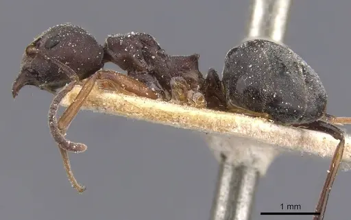 Dolichoderus erectilobus - CASENT0911506
