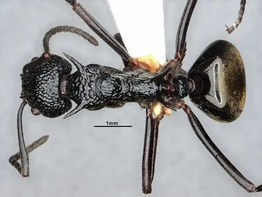 Dolichoderus etus specimen