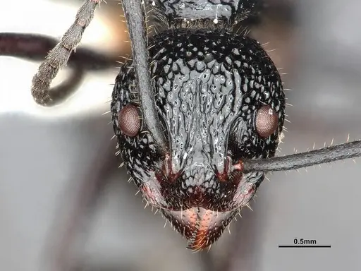 Dolichoderus etus specimen