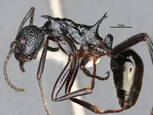 Dolichoderus etus - CASENT0886103