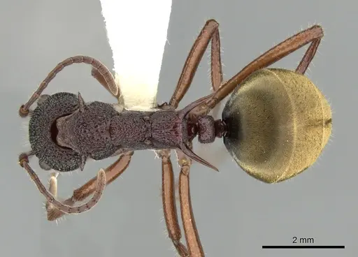 Dolichoderus extensispinus specimen