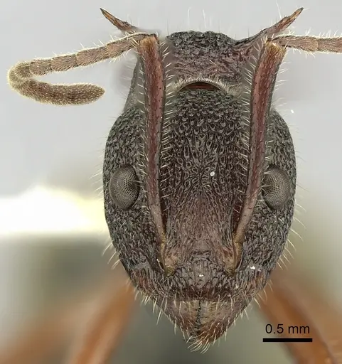 Dolichoderus extensispinus specimen