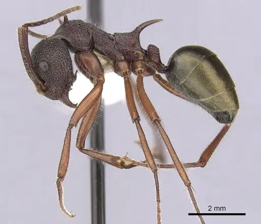 Dolichoderus extensispinus specimen