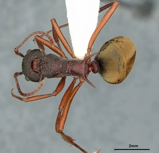 Dolichoderus extensispinus - CASENT0886072