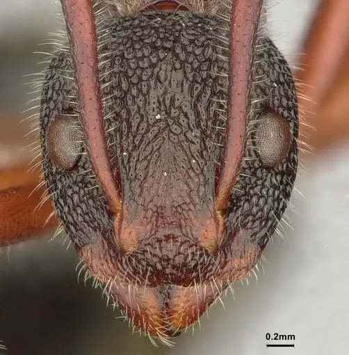 Dolichoderus extensispinus - CASENT0886072