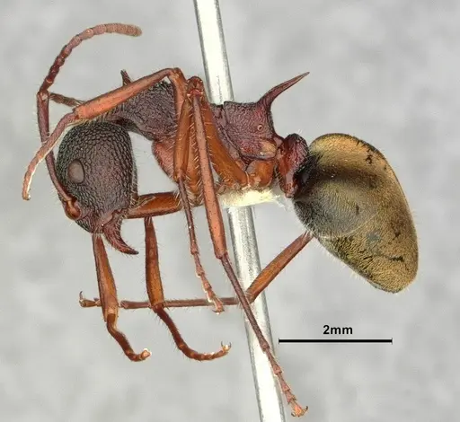 Dolichoderus extensispinus - CASENT0886072