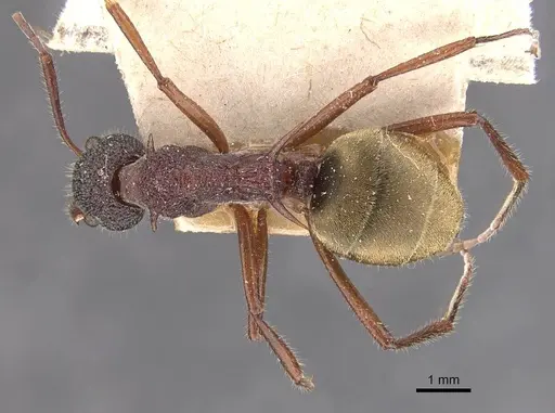Dolichoderus extensispinus - CASENT0909474
