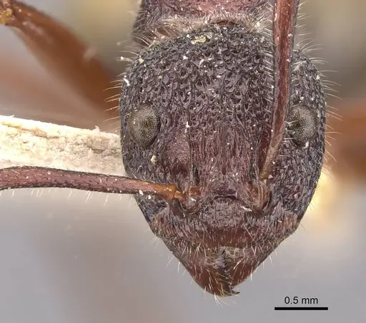 Dolichoderus extensispinus - CASENT0909474